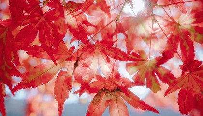 2026年2月财运颇为旺盛的 3 生肖，赚得开心、花的安心，前程似锦