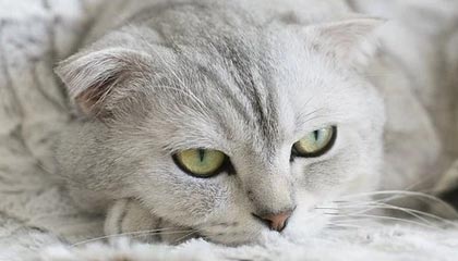 足球投注-布里奇斯30分唐斯8+22 尼克斯轻取猛龙4连胜