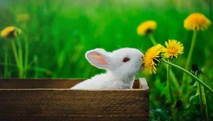 im电竞官网：开启你的全新电竞世界